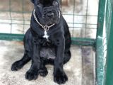 Sağlıklı Estetikli Yavrumuz Black Cane Corso Kalite