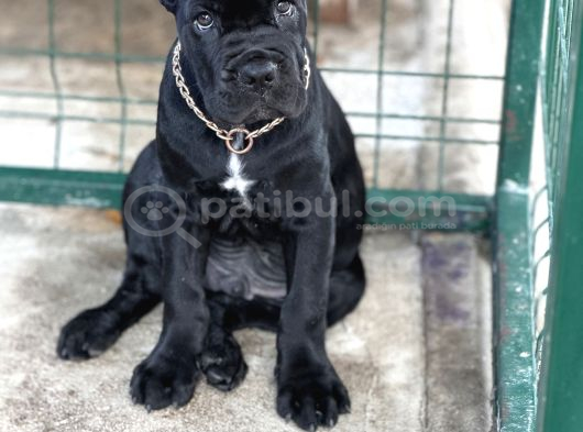 Sağlıklı Estetikli Yavrumuz Black Cane Corso Kalite görsel