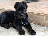 Sağlıklı Estetikli Yavrumuz Black Cane Corso Kalite