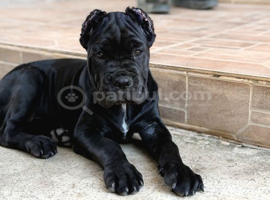 Sağlıklı Estetikli Yavrumuz Black Cane Corso Kalite