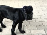 Sağlıklı Estetikli Yavrumuz Black Cane Corso Kalite