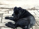 Sağlıklı Estetikli Yavrumuz Black Cane Corso Kalite