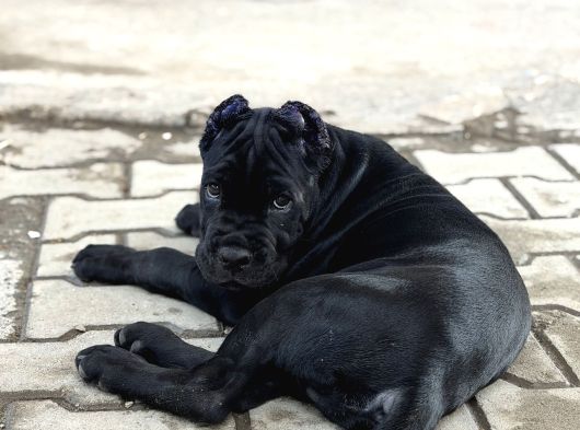 Sağlıklı Estetikli Yavrumuz Black Cane Corso Kalite görsel