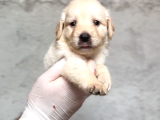 A Kalite Labrador Retriver Yavrular Renk Renk