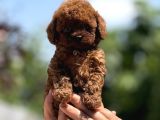 Mini Boy Korea Poodle Bebekler