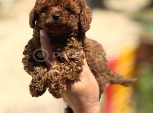 Mini Boy Korea Poodle Bebekler