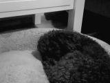 Toy Poodle Sahiplenme İstanbul