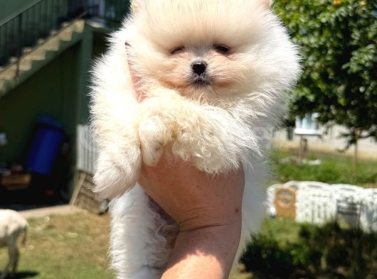Orjinal Pomeranian Boo görsel