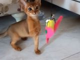 Safkan Habeş Kedi̇si̇ 3 Aylik Di̇şi̇