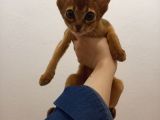 Safkan Habeş Kedi̇si̇ 3 Aylik Di̇şi̇