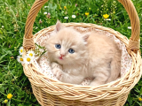 British Shorthair  Bebekler Ankara