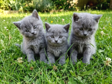 British Shorthair  Bebekler Ankara