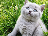 British Shorthair  Bebekler Ankara