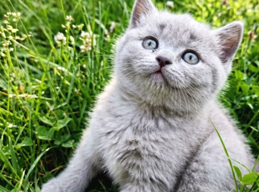 British Shorthair  Bebekler Ankara görsel