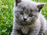 British Shorthair  Bebekler Ankara