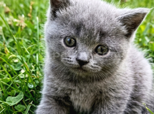 British Shorthair  Bebekler Ankara görsel