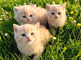 British Shorthair  Bebekler Ankara