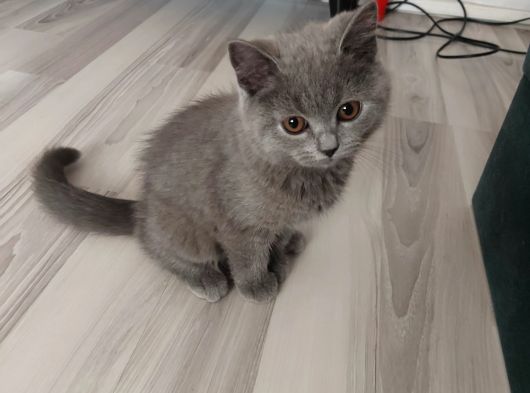 Miniğime Yuva görsel