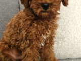 Aile Ortamından - Toy Poodle - Red-Brown - Karneli Çipli Lık