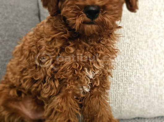 Aile Ortamından - Toy Poodle - Red-Brown - Karneli Çipli Lık görsel