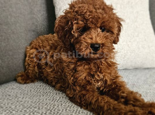 Aile Ortamından - Toy Poodle - Red-Brown - Karneli Çipli Lık görsel