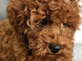 Aile Ortamından - Toy Poodle - Red-Brown - Karneli Çipli Lık