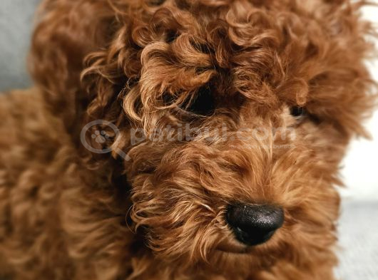 Aile Ortamından - Toy Poodle - Red-Brown - Karneli Çipli Lık görsel