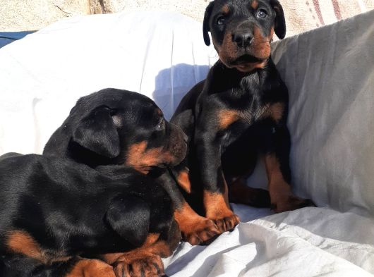 İri Yapılı Doberman Yavrular görsel