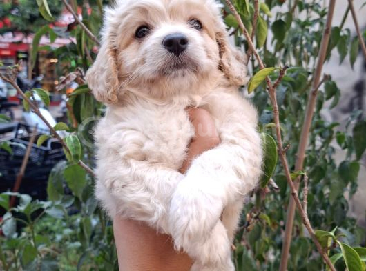 Dünyalar Tatlısı Maltipoo görsel