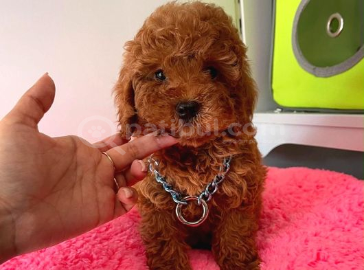 Tatli Tadinda Poodle Bebekleri̇ görsel