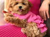 Malti̇poo Ci̇nsi̇ Yavrular Ev Üreti̇mi̇