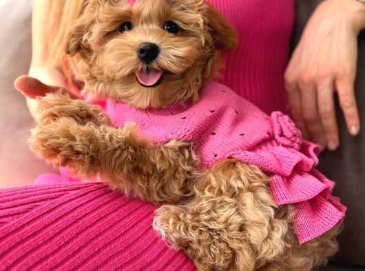 MALTİPOO CİNSİ YAVRULAR EV ÜRETİMİ