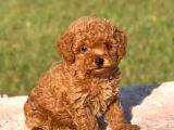 Toy Poodle Sevi̇mli̇ Yavrular Ev Üreti̇mi̇