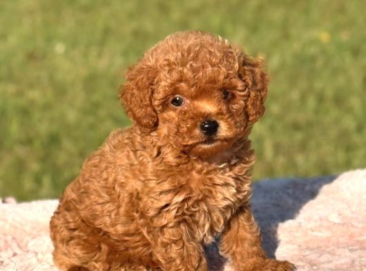 TOY POODLE SEVİMLİ YAVRULAR EV ÜRETİMİ