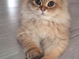 Golden Ve Black Golden Yavru Ve Anneyi Sahiplendiriyorum