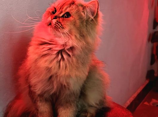 Golden Ve Black Golden Yavru Ve Anneyi Sahiplendiriyorum görsel
