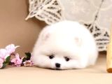 Pomerani̇an Boo Yavrulari Istanbul