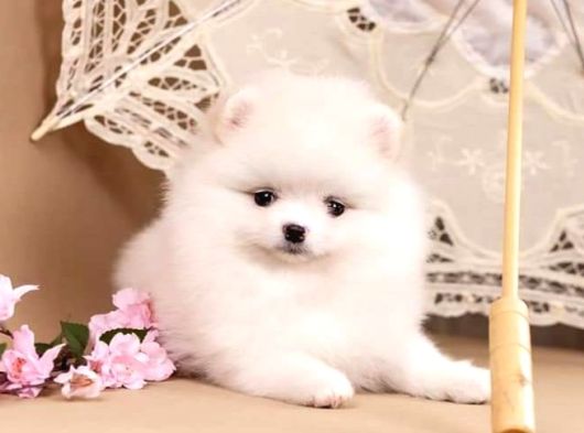 Pomerani̇an Boo Yavrulari Istanbul görsel