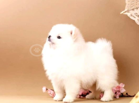 Pomerani̇an Boo Yavrulari Istanbul görsel