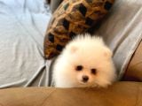 Pomerani̇an Çi̇fli̇ği̇nden Muhteşem Pomerani̇an Bebekleri̇