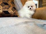 Pomerani̇an Çi̇fli̇ği̇nden Muhteşem Pomerani̇an Bebekleri̇