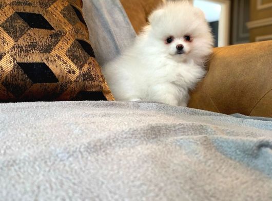 Pomerani̇an Çi̇fli̇ği̇nden Muhteşem Pomerani̇an Bebekleri̇ görsel