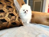 Pomerani̇an Çi̇fli̇ği̇nden Muhteşem Pomerani̇an Bebekleri̇