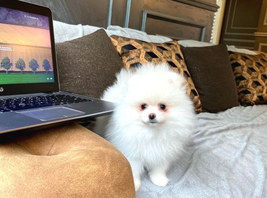Pomerani̇an Çi̇fli̇ği̇nden Muhteşem Pomerani̇an Bebekleri̇ görsel