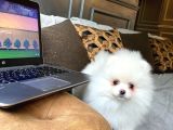 Pomerani̇an Çi̇fli̇ği̇nden Muhteşem Pomerani̇an Bebekleri̇
