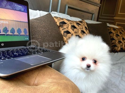 Pomerani̇an Çi̇fli̇ği̇nden Muhteşem Pomerani̇an Bebekleri̇ görsel