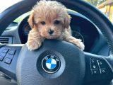 Maltipoo Yavrularımız Teslime Hazır