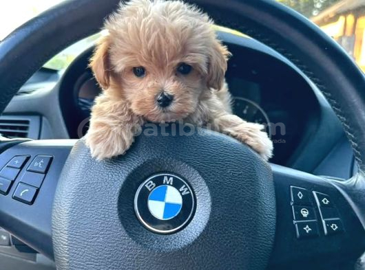 Maltipoo Yavrularımız Teslime Hazır görsel