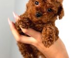 Üst kalite toy poodle yavrular