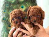 Üst Kalite Toy Poodle Yavrular